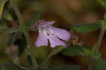 Florida calamint